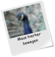 Maus hierher bewegen